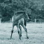 Portrait Of A Young Foal