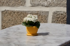 Flower Pot On A Table