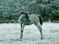 Foal Alone In A Meadow