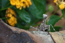 Praying Mantis And Water Drops