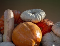 Pumpkins And Gourds