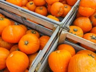 Pumpkins In Boxes