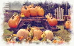 Pumpkins On Picnic Table