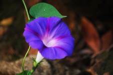 Purple Morning Glory Flower & Leaf