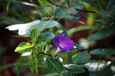 Purple Morning Glory Flower Growing