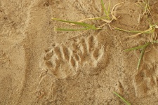Raccoon Tracks In Sand