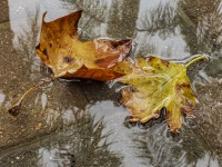 Rain Puddle Autumn Leaves