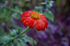 Rain-soaked Red Flower