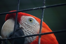 Red And White Parrot