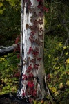 Red Autumn Vine On A Tree Trunk