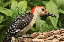 Red-bellied Woodpecker Close-up