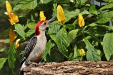 Red-bellied Woodpecker With Seed