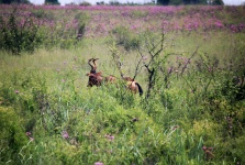 Red Hartebeest Disappearing In Bush