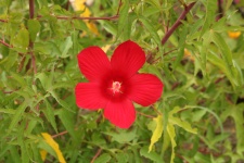 Red Hibiscus Bloom On Green