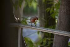 Red Housefinch Bird