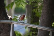 Red Housefinch Bird