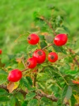 Red Rosehips