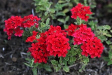 Red Verbena Flowers