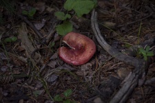 Red Wild Mushroom