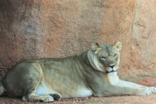 Resting Lioness At Zoo