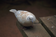 Ring Necked Dove Sitting On Wood