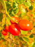 Rose Hips In Autumn