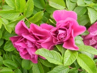 Wild Rose 5