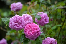 Rose In Bloom