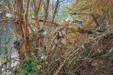 Rubble Stuck In Tree And Vegetation