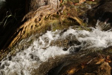 Rushing Water And Tree Roots