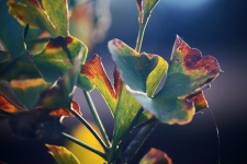 Rust Edged Green Ginkgo Biloba Leaf
