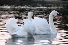 Swans Swan Lake Love