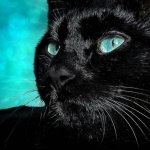 Black Cat Portrait Pet