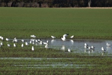 Sea Gulls In Flooded Wheat Field