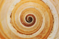 Sea Shell Abstract Spiral