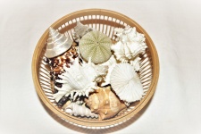 Sea Shells In Basket Top View