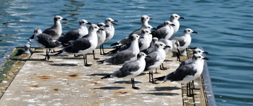 Seagulls On Dock