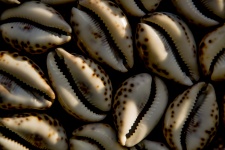 Seashells As Background
