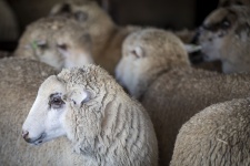 Sheep Flock