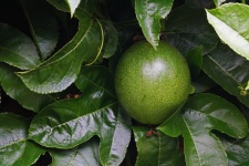 Shiny Green Unripe Granadilla Fruit