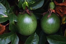 Shiny Green Unripe Granadilla Fruit