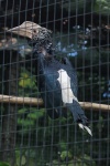 Silvery Cheeked Hornbill Bird Cage
