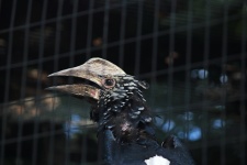 Silvery Cheeked Hornbill In A Cage