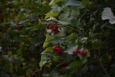 Small Red Berries On A Tree