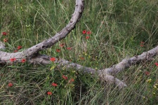 Small Red Flowers In Long Grass