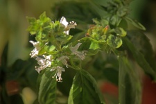 Small White Basil Flowers