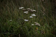 Small White Wildflower Bunches