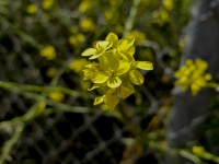 Small Yellow Wildflowers