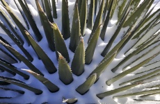 Snowy Aloe Plant