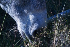 Soft Light On Muzzle Of Grey Donkey